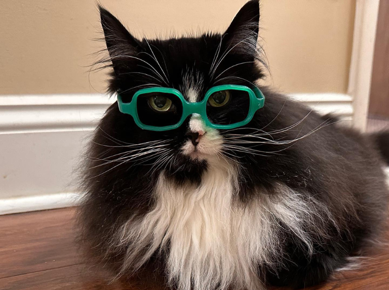 Truffles: La gata que ayuda a los niños a aceptar sus lentes