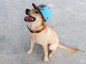 Una perrita se roba las miradas en pleno juego de beisbol