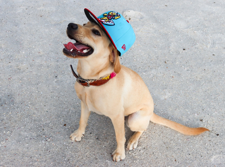Una perrita se roba las miradas en pleno juego de beisbol