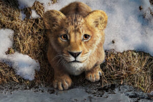Ya he visto 'Mufasa' y es una digna precuela que funciona mejor cuando se despega de 'El rey león'
