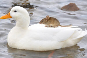 Disney anuncia por sorpresa una versión en imagen real de Mickey Mouse y el Pato Donald que dará inicio a un nuevo universo cinematográfico