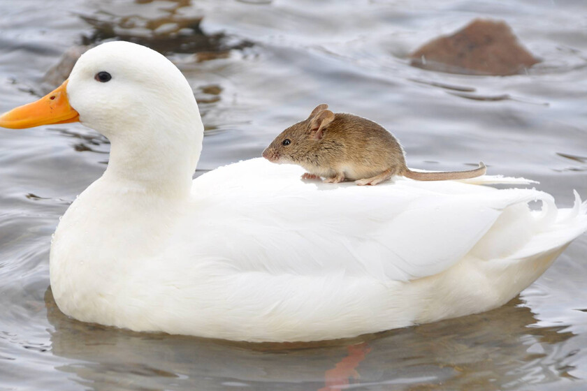 Disney anuncia por sorpresa una versión en imagen real de Mickey Mouse y el Pato Donald que dará inicio a un nuevo universo cinematográfico