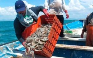 Alertan sobre ruptura del ciclo productivo en camaroneras del Zulia