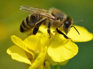 Animales aliados - Últimas Noticias