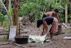Casabe: podría ser veneno pero es un manjar