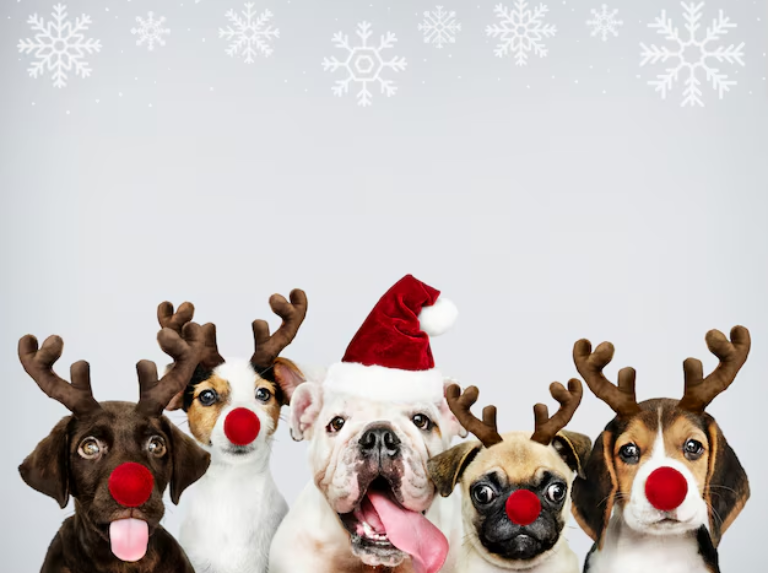 Cuida a tus mascotas de las plantas esta Navidad