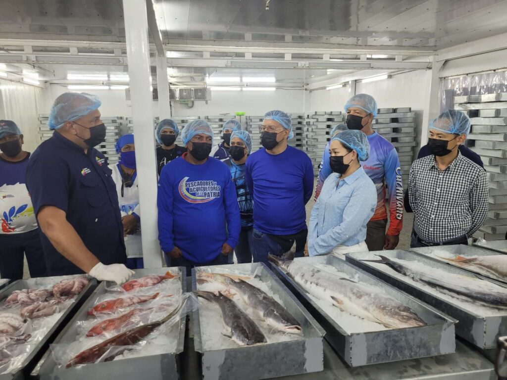 Desde Higuerote sale la medusa al mercado asiático