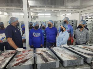 Desde Higuerote sale la medusa al mercado asiático