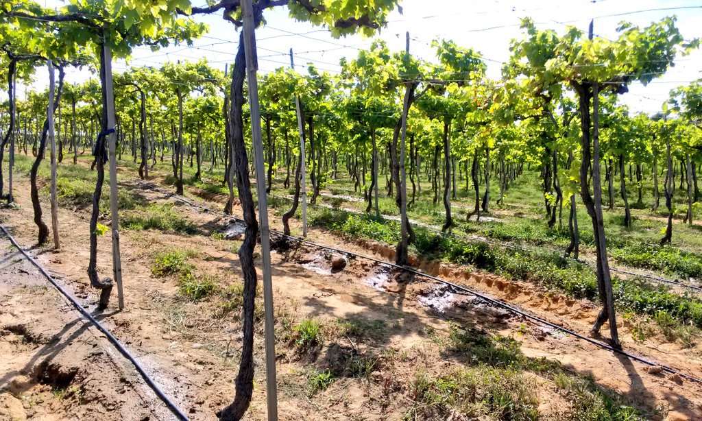 En La Guajira se cata la uva y el vino tinto zuliano
