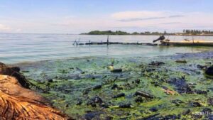 Estudian sobrante de nutrientes en lagunas