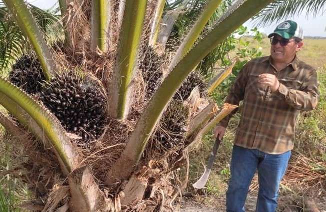 Impulsan la producción de palma aceitera en Monagas