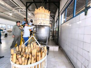 Inician pruebas de producción de palmitos en el Delta