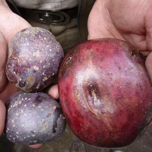 Pueblo de Gavidia en Mérida epicentro del Ecofestival de la papa nativa