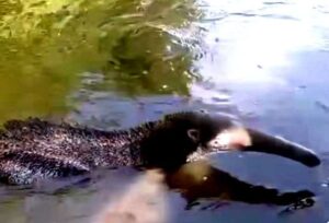 Rescatan oso hormiguero al sur del Lago de Maracaibo