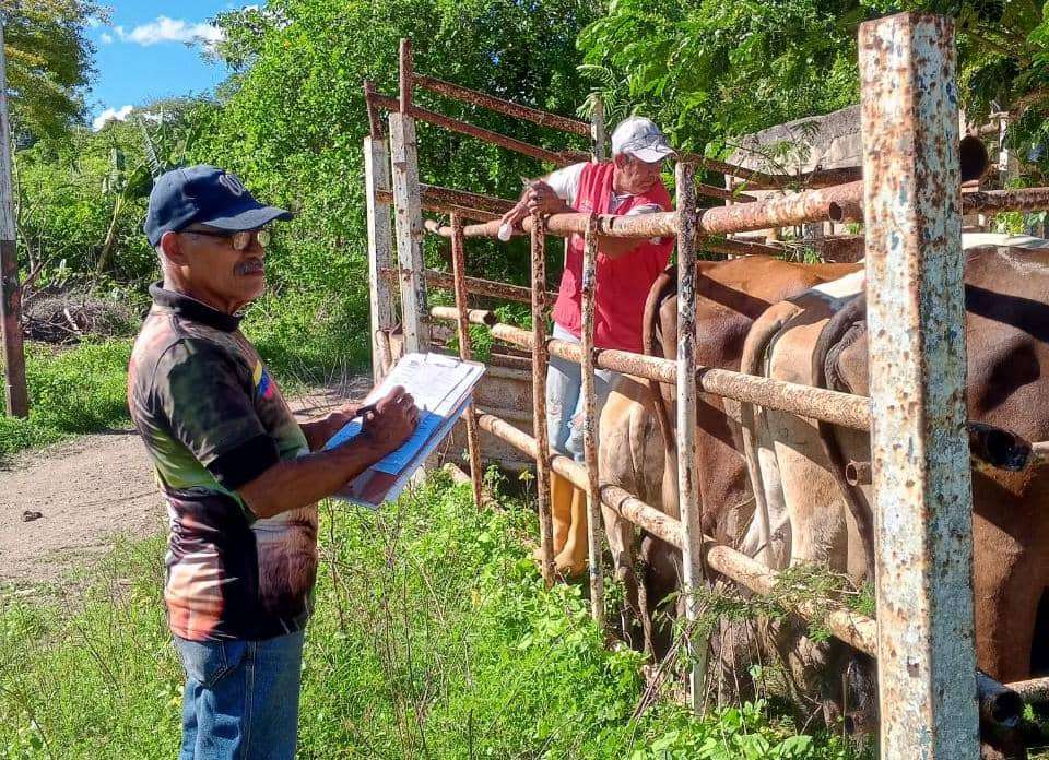 Santa Lucía del Tuy suma 912 reses vacunadas contra la fiebre aftosa