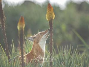 Un polinizador carnívoro ¿es posible?