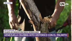 Venezuela celebra hito histórico con producción de palmito