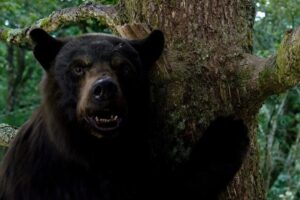 Prime México tiene una de las comedias gamberras más locas de la década. Un mal viaje de un oso tan caótico como salvaje