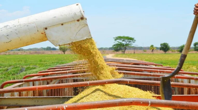 Producción de arroz en 2024 cubrió el 70% del consumo nacional