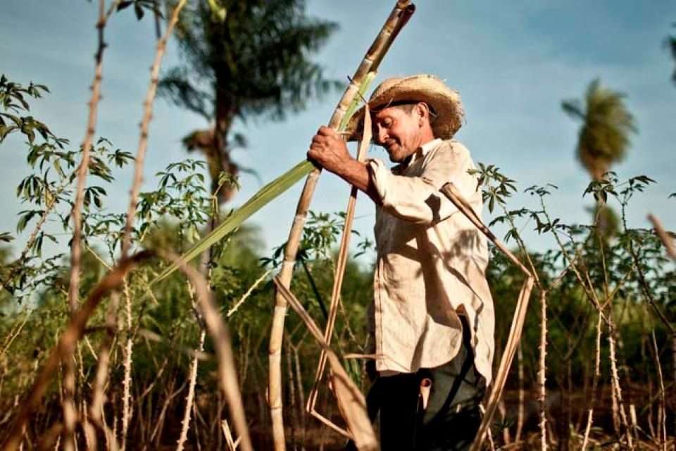 Cañicultores proyectan moler 5 millones de toneladas