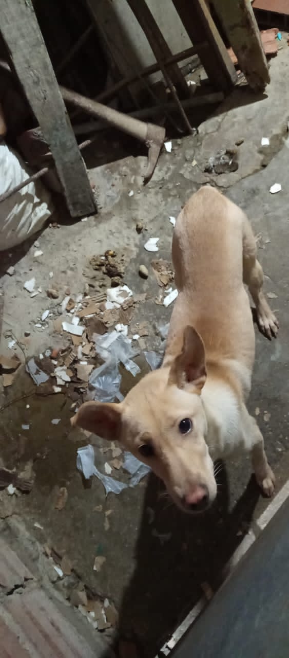 Cartelera de  Adopciones