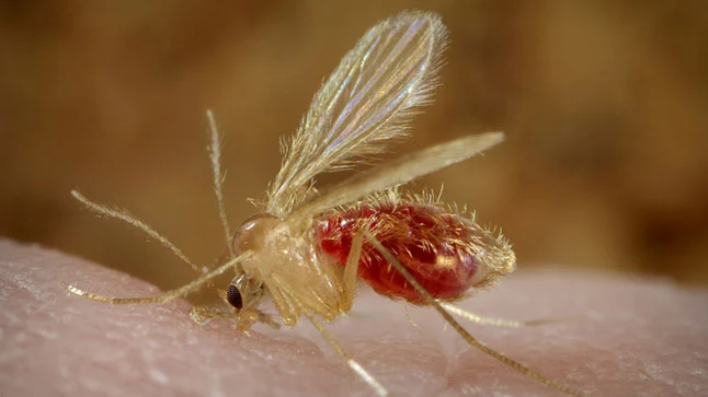 Científico venezolano desarrolla tratamiento contra la leishmaniasis