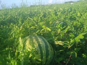 Comenzó la cosecha de patillas en Delta Amacuro