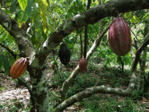 Crean un «bioproceso» para reducir el cadmio en cultivos de cacao