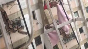 Culebra se escapó de su jaula y causa pánico entre los vecinos de un bloque de Casalta 2