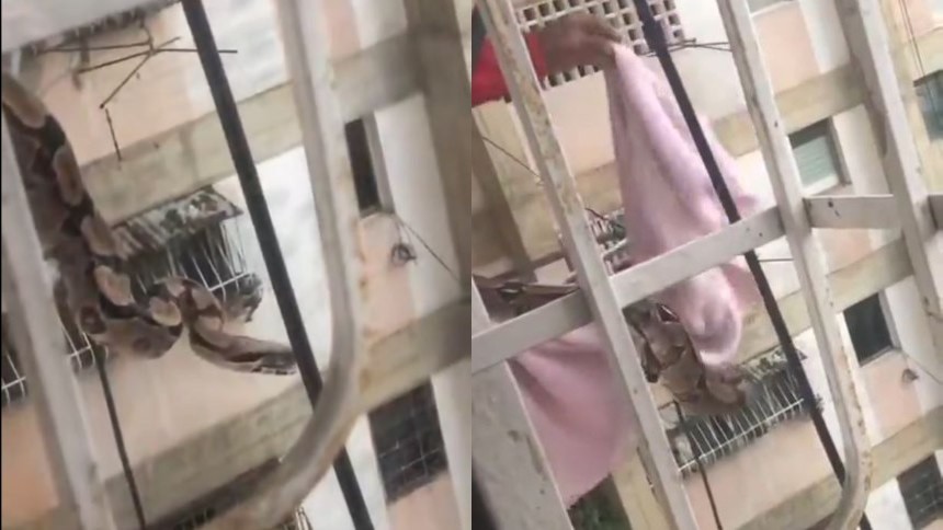 Culebra se escapó de su jaula y causa pánico entre los vecinos de un bloque de Casalta 2