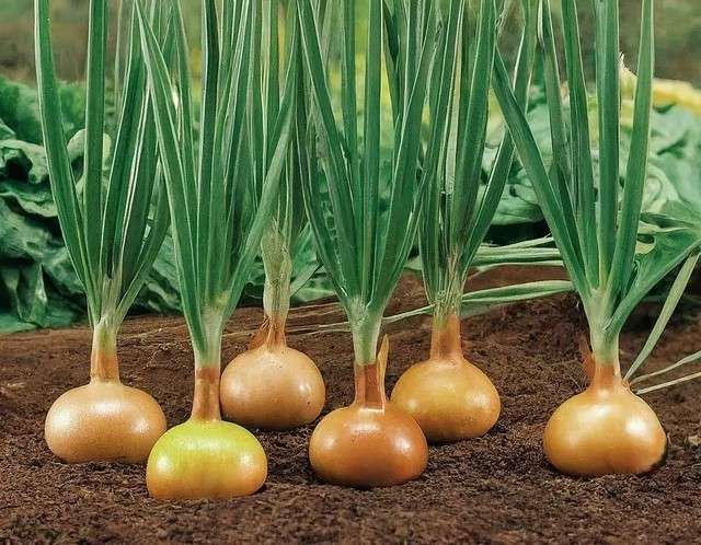 Cultivos de inicio de año