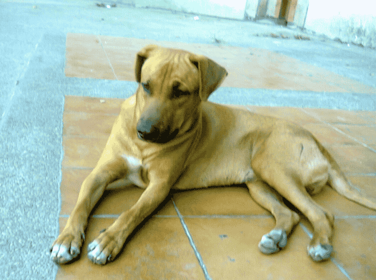 De ser un perro agresivo a un angelito