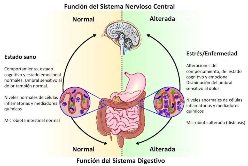 La microbiota intestinal y su relación con el cerebro