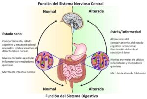 La microbiota intestinal y su relación con el cerebro
