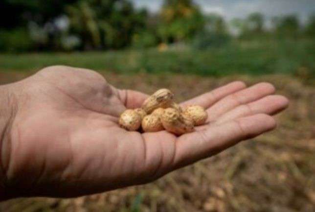 Maracaibo es tierra fértil para el cultivo de maní
