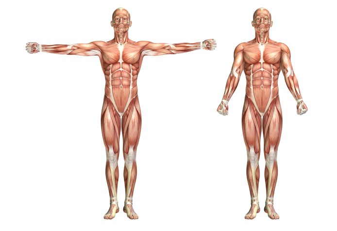 Particularidades del cuerpo humano que tal vez no conozcas