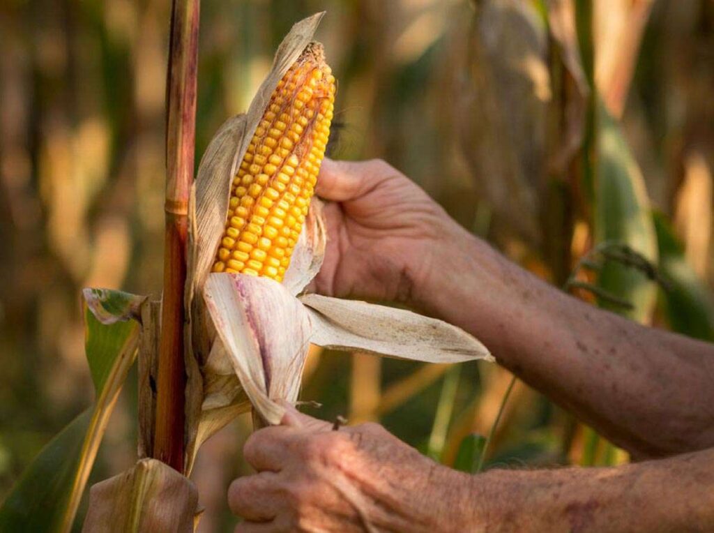 Producir para vencer - Últimas Noticias