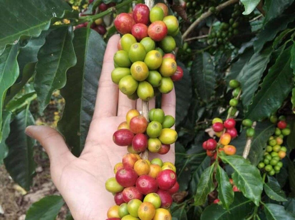 Productos del café - Últimas Noticias