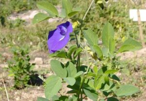 Realizan investigación sobre clitoria ternatea para la alimentación animal