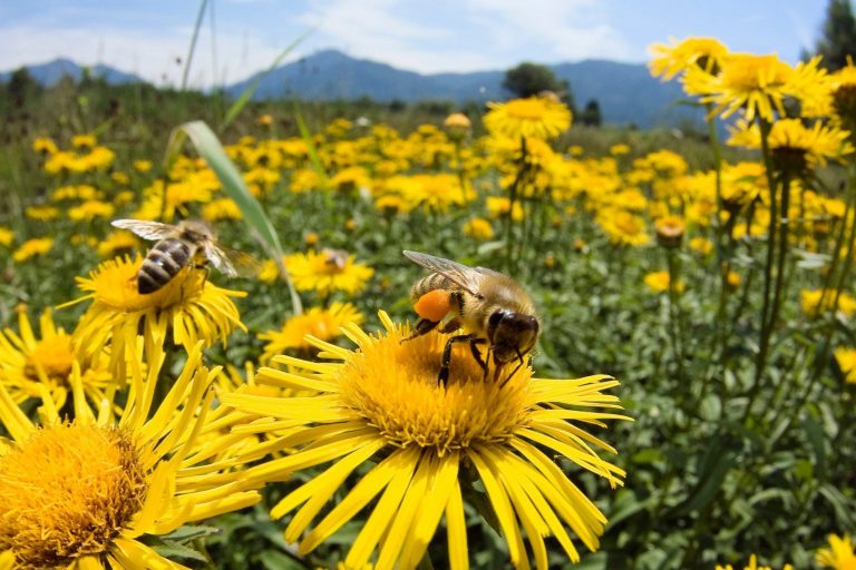 Relanzan programa para crear los comités conservacionistas