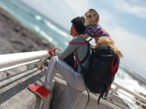 Spiker el perro viajero - Últimas Noticias