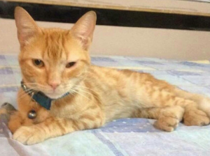 Sultán, mi gato, mi príncipe