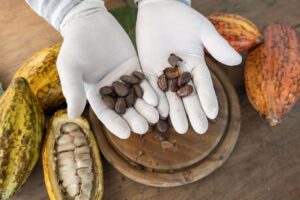 Venezuela invierte en estudios para preservar calidad del cacao