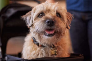 Esta comedia romántica es un planazo para San Valentín. Un desternillante chico conoce a chica con perrete de por medio que puedes ver en Movistar Plus+