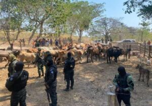 GNB recuperó 124 bovinos en la Sierra de Perijá