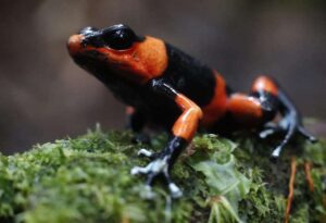 Alertan aumento de tráfico de fauna protegida de Latinoamérica
