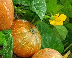 Auyama en casa - Últimas Noticias