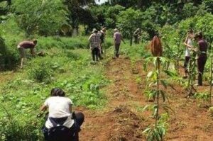 Bolívar apuesta a las semillas sin transgénicos