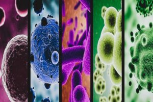 Construcciones Yamaro - ¡Cuidado! Riesgos biológicos en la construcción ¡Una amenaza invisible! - FOTO