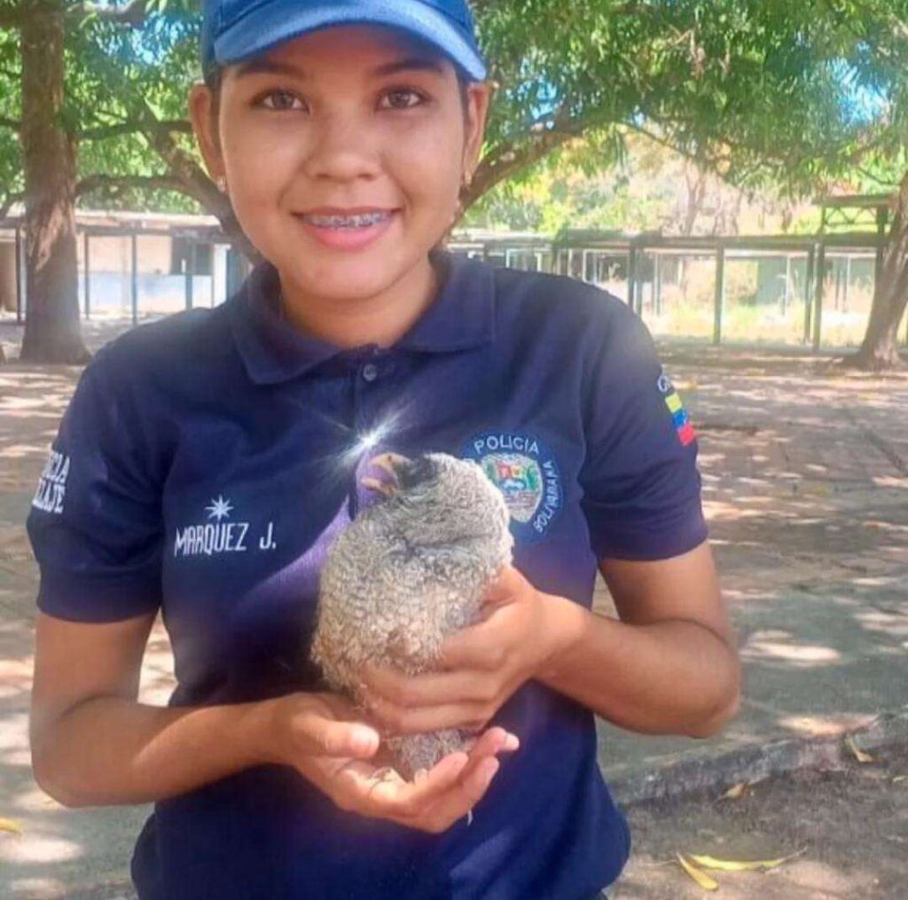 Efectivos de las PNB Cojedes rescatan una lechuza